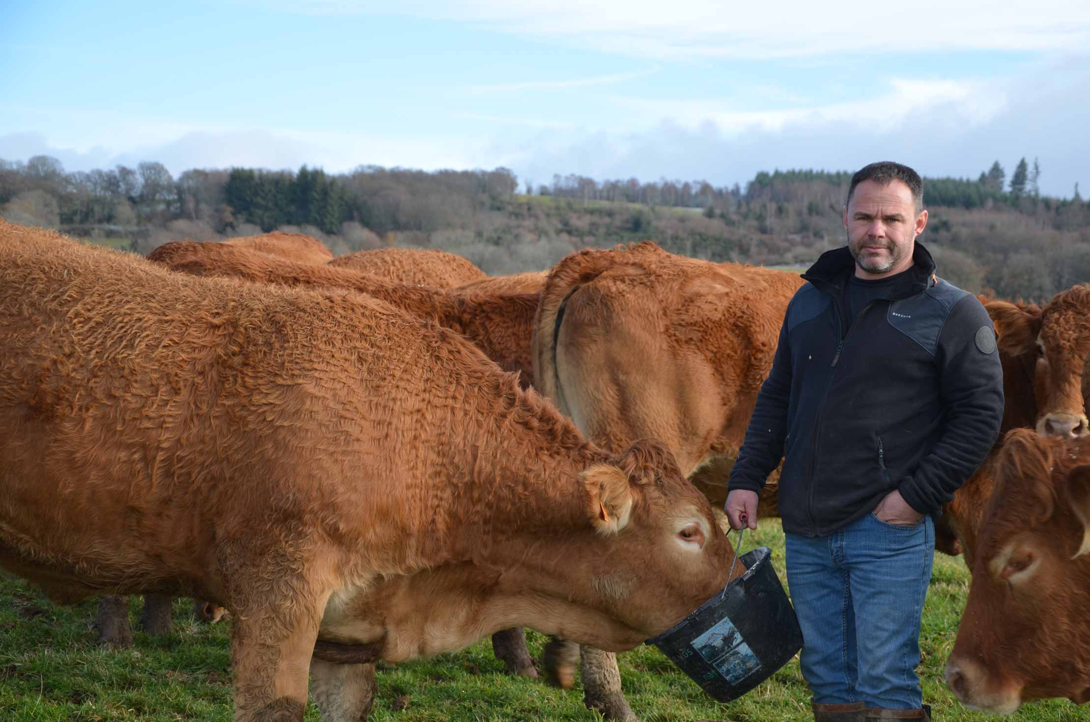 VACHE BOVINS VIANDE élevage