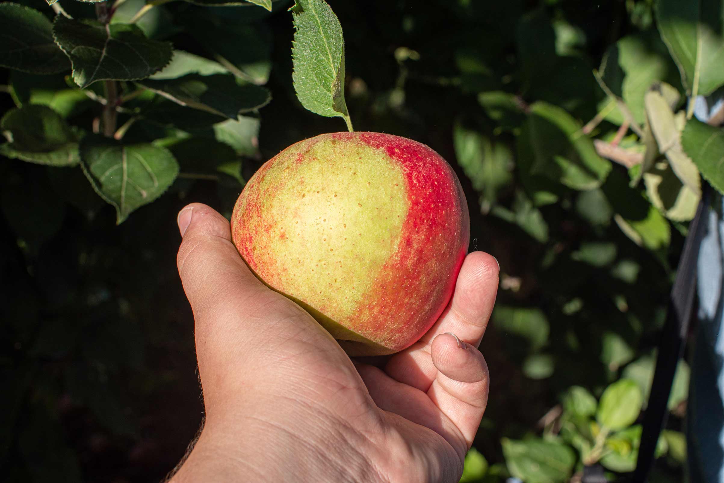 Lire la suite à propos de l’article Février 2023 : les sujets qui vont vous intéresser dans nos revues alimentaires