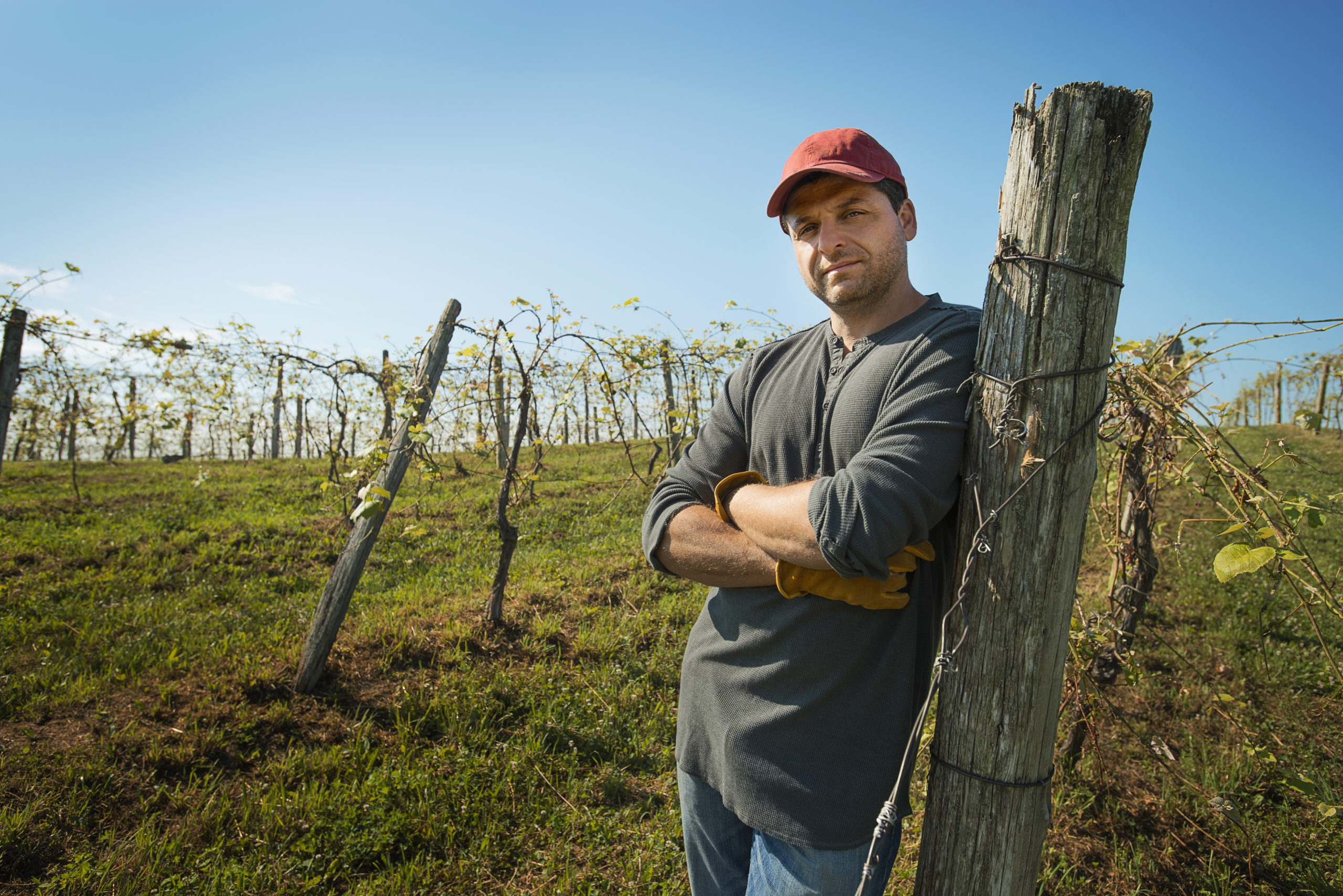 A vineyard with young vines being trained along wires to produce a good grape harvest.