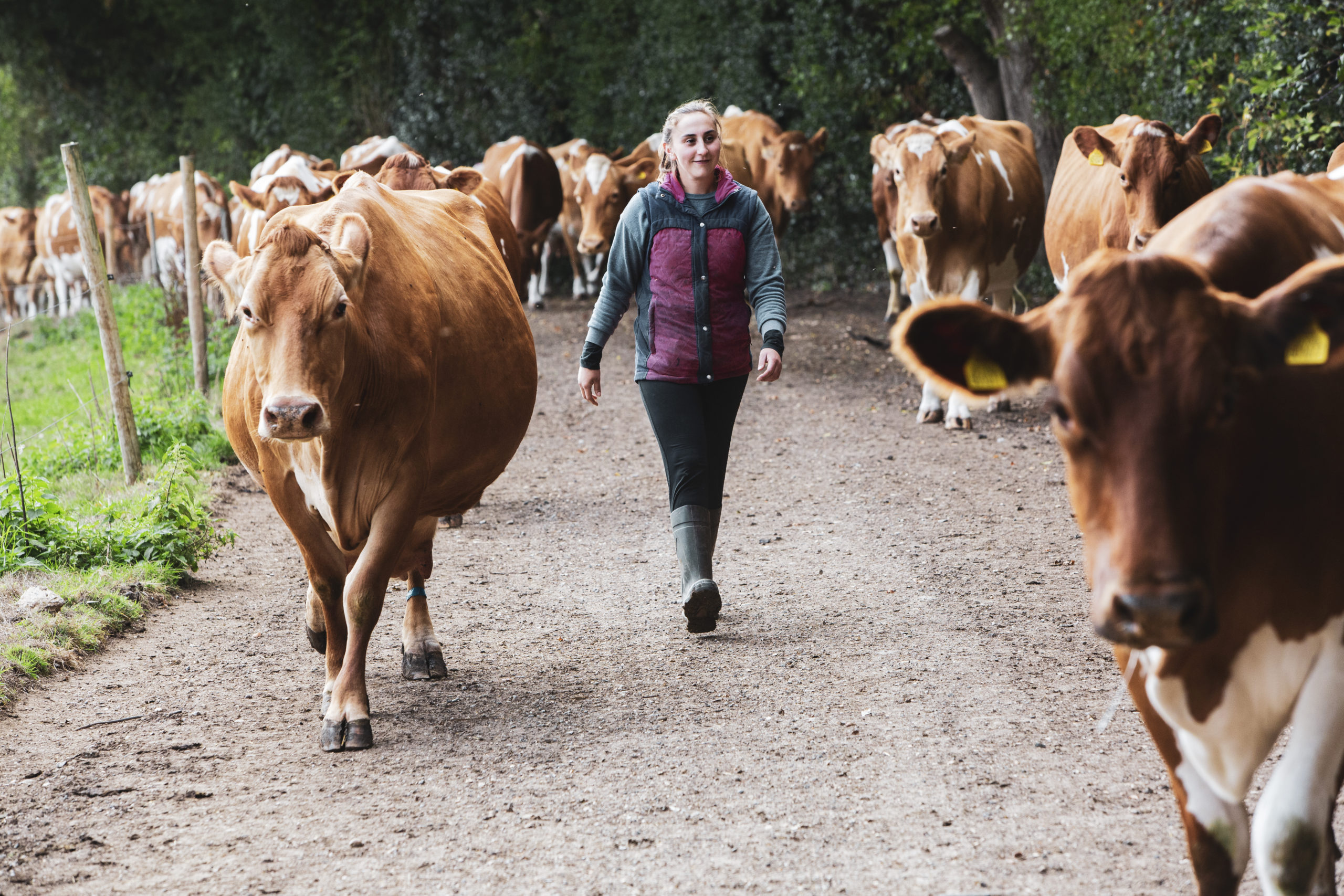 Young woman driving herd of Guernsey cows along a rural road.