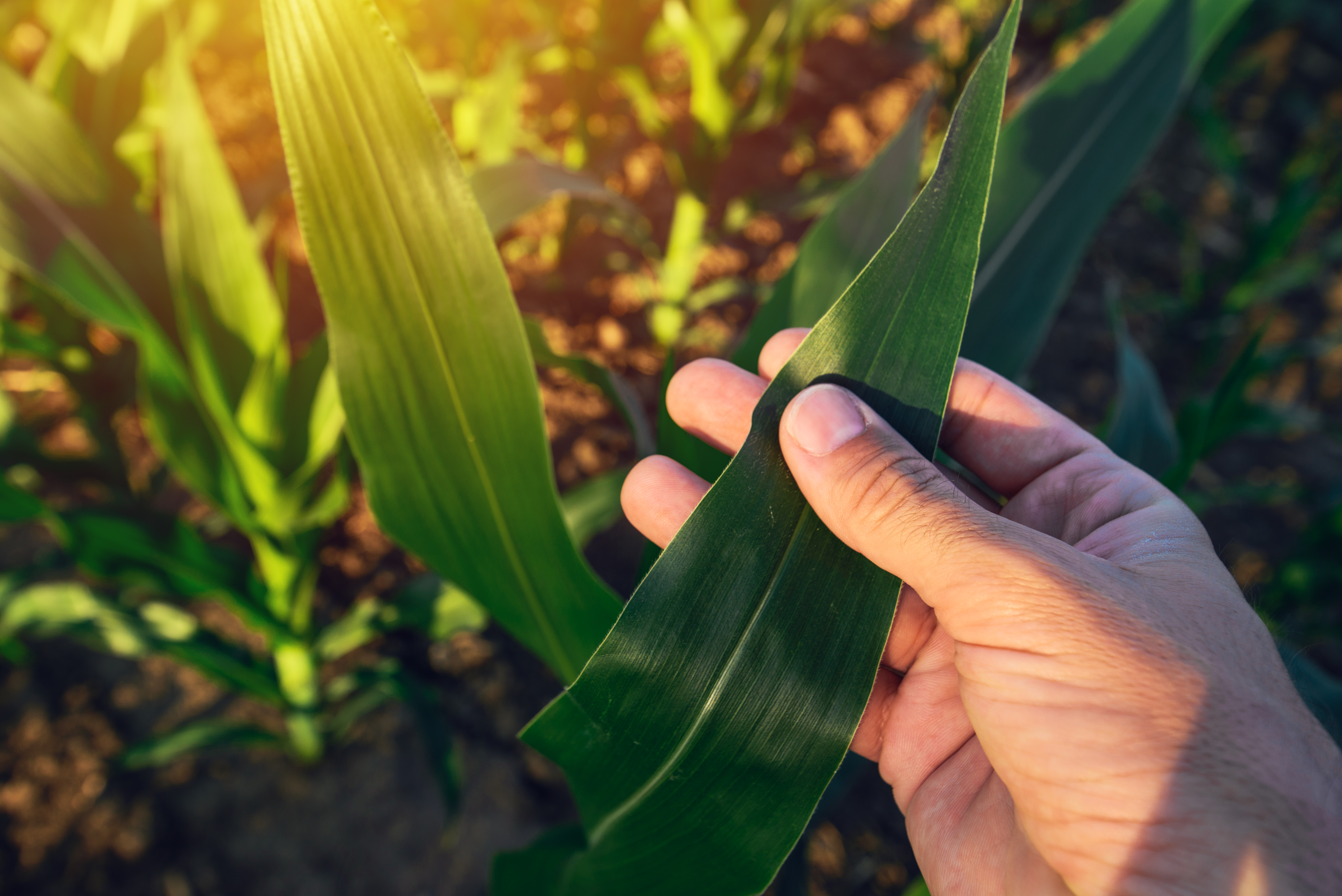 Agronomist examining corn maize crop leaf in cultivated agricultural field