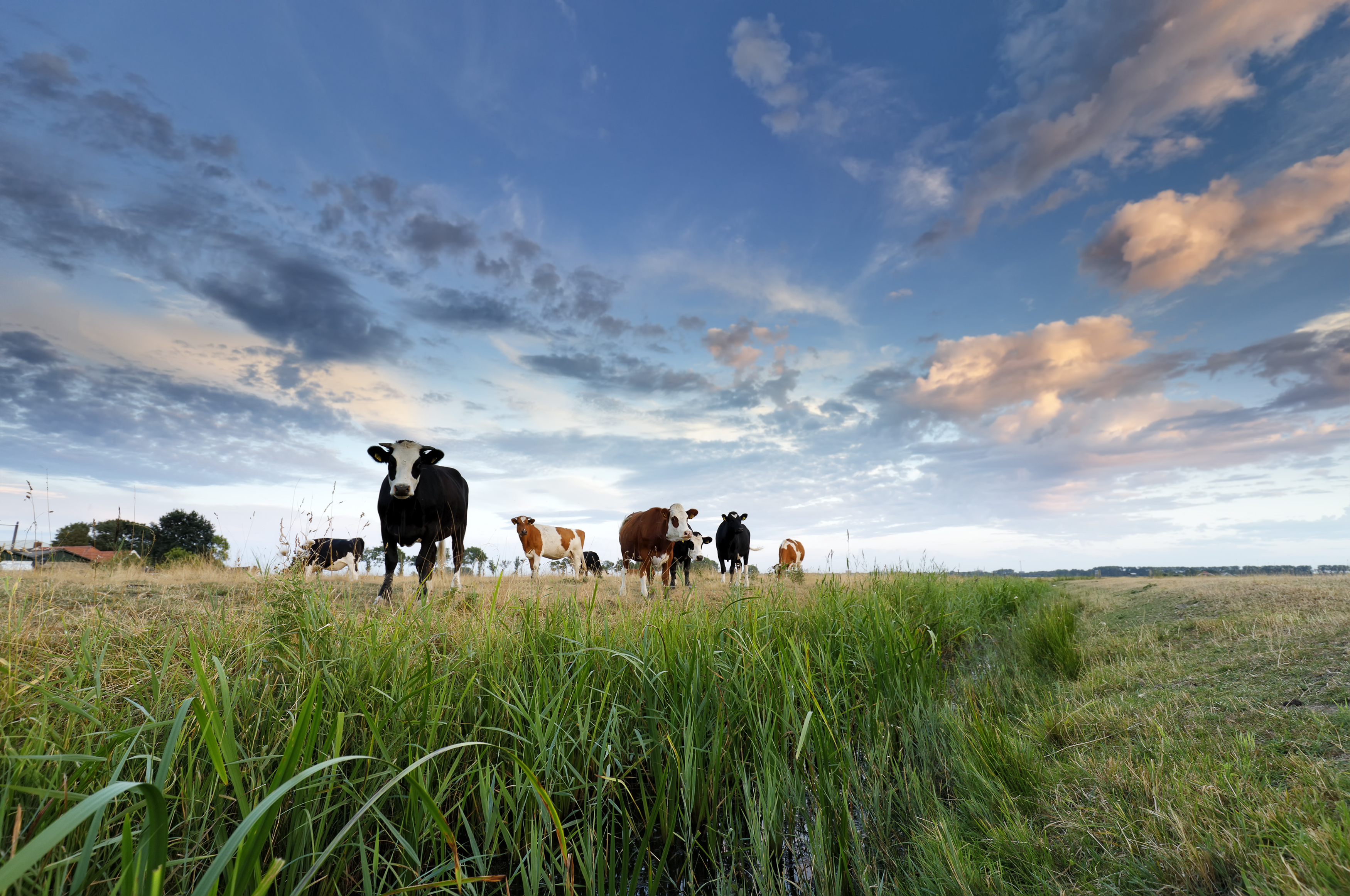 vaches